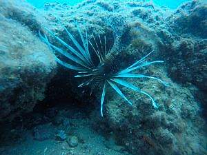 Antalya Dalış Turu